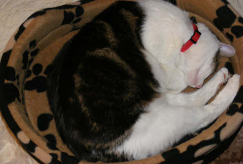 cattery - sleeping cat