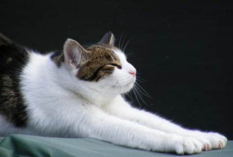 cat stretching