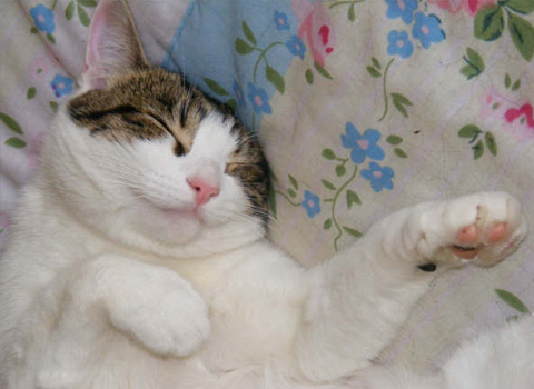 Second Scroller Image