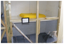 Cattery Cat Pen